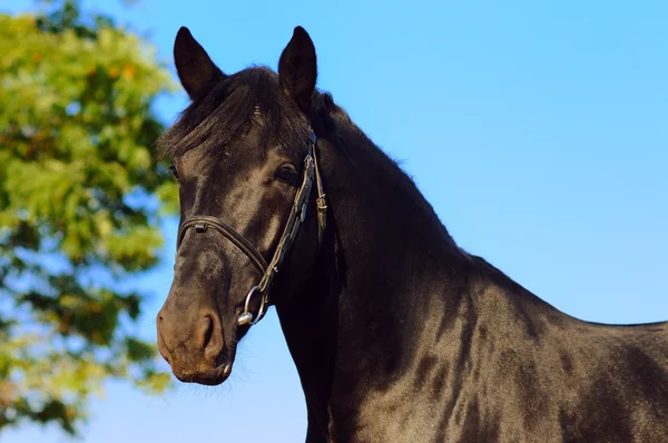 漆黒の馬の肖像画 — ストック写真
