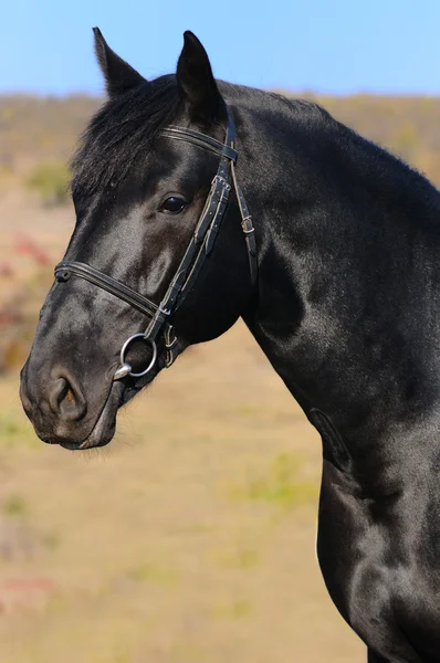 Portret van raven paard — Stockfoto