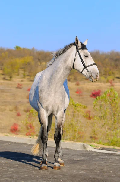Buitenkant van het paard — Stockfoto