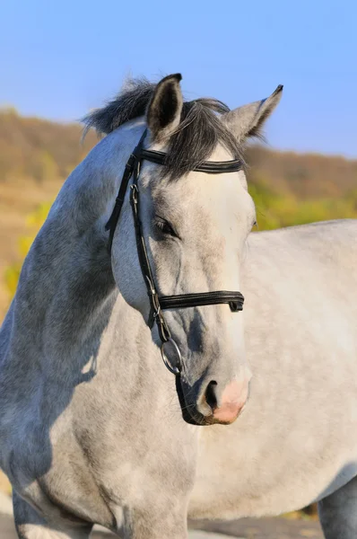 Porträtt av grå häst — Stockfoto