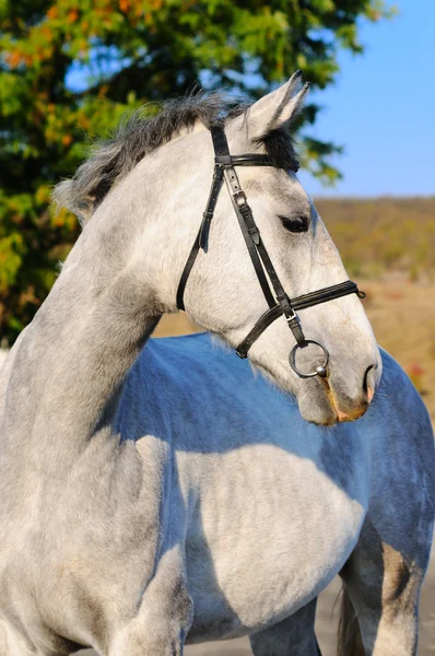 Портрет серой лошади — стоковое фото