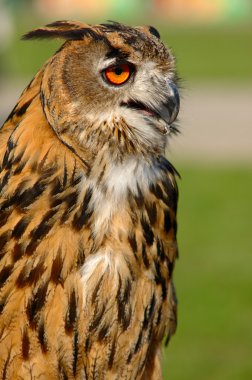 Avrasya kartal baykuş (Bubo maximus)