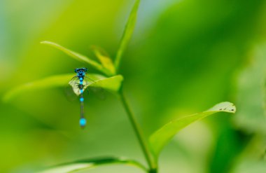 ortak mavi kızböcekleri