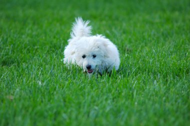 Yeşil çimenlerin üzerinde beyaz Malta terrier