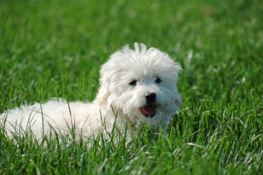 White Maltese terrier on green grass clipart
