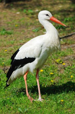 Beyaz leylek (Ciconia ciconia)