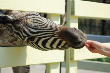 Hayvanat bahçesinde iki zebra