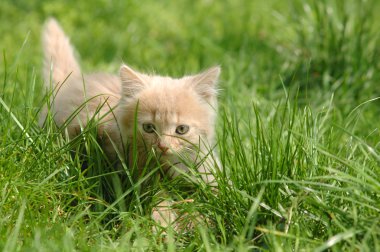 Yeşil çimenlerin üzerinde güzel yavru kedi