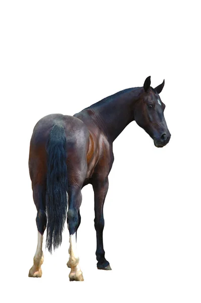 Corvo cavalo isolado — Fotografia de Stock
