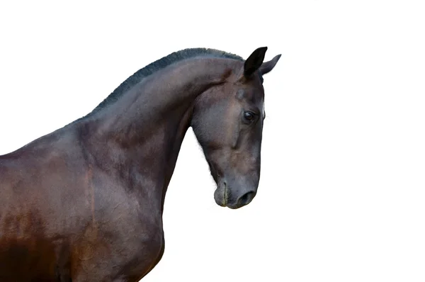 Portrét havraní koně, samostatný — Stock fotografie