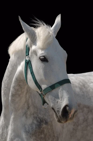 Ritratto di cavallo grigio isolato — Foto Stock