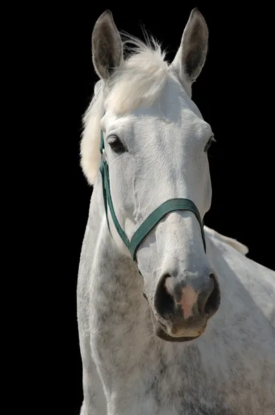 Ritratto di cavallo grigio isolato — Foto Stock