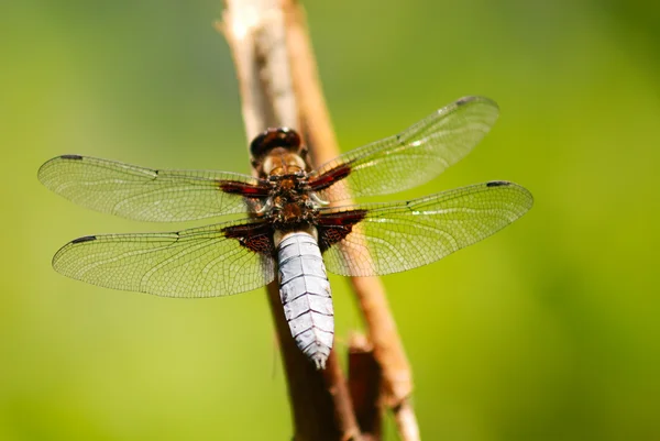 stock image Dragonfly close-up