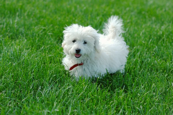 White Maltese terrier on green grass — Stock Photo, Image