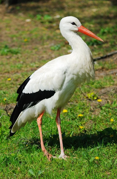 stock image White Stork (Ciconia ciconia)