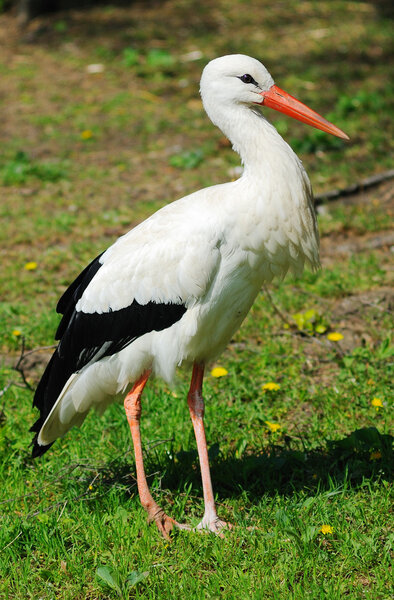 White Stork (Ciconia ciconia)