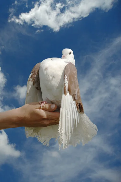 Witte duif in de hand — Stockfoto