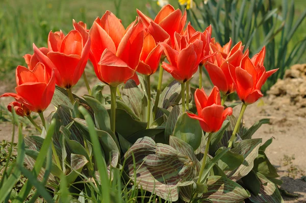 Wiele tulipany w ogrodzie — Zdjęcie stockowe