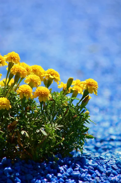 Stock image Beautiful flowers and blue gravel