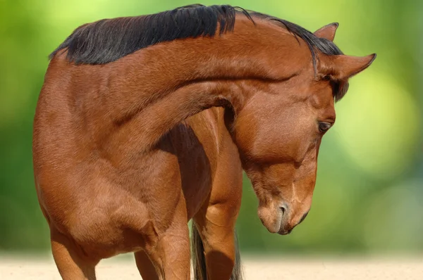 Portrait of young bay horse — Stock Photo, Image
