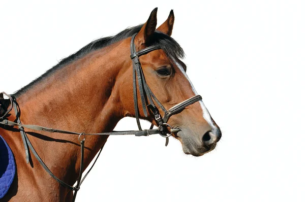 Portret van baai paard geïsoleerd — Stockfoto