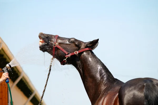 Lepilemur paard is zwemmen — Stockfoto
