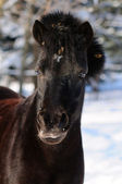 Portrait von Rabe Shetland Pony in wint