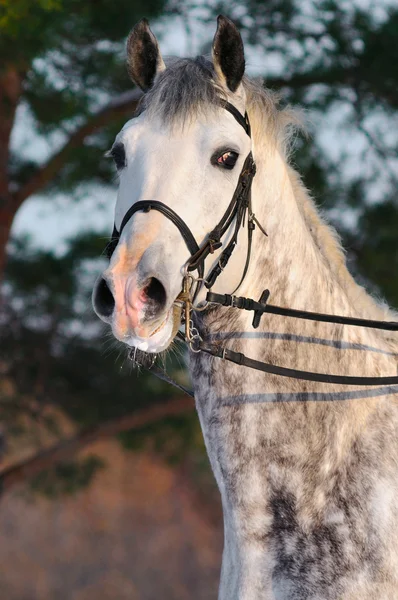 Portrait of white dressage horse — Stock Photo, Image