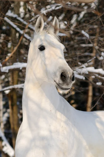 Porträt eines weißen Pferdes im Winterwald — Stockfoto