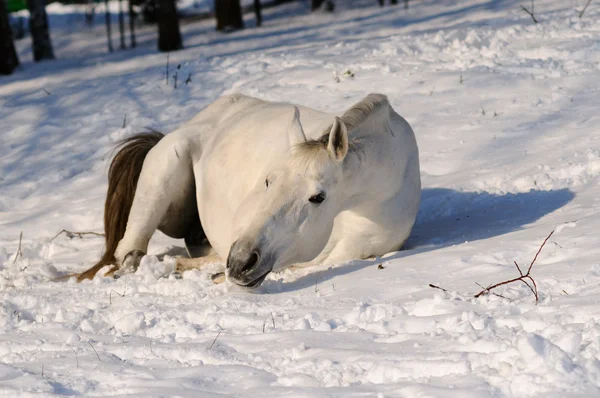 白色骏马在雪地里滚来滚 — 图库照片