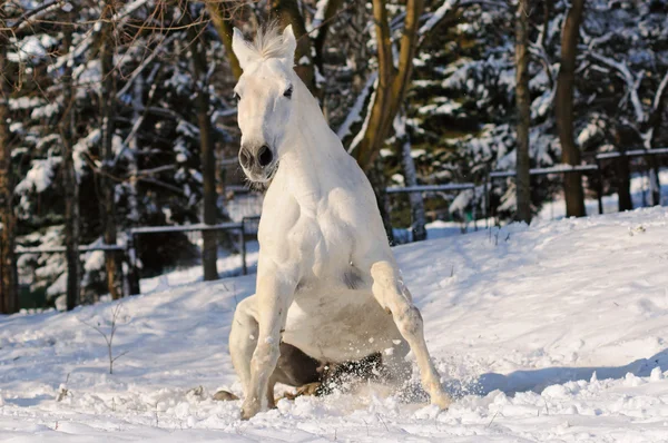 Le cheval blanc roule dans la neige — Photo