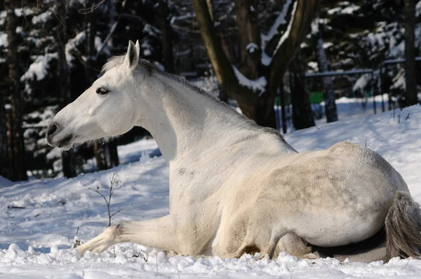 Cavalo branco está rolando na neve — Fotografia de Stock