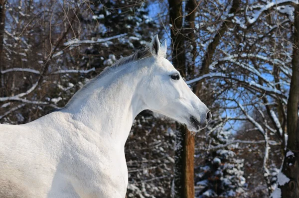 Ritratto di cavallo bianco nella foresta invernale — Foto Stock