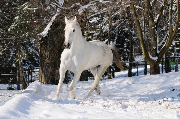 Белая лошадь бежит в лесу — стоковое фото