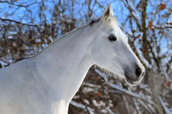 Portret van white horse in winter forest — Stockfoto