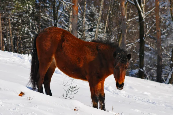 Baia Shetland pony nella foresta — Foto Stock