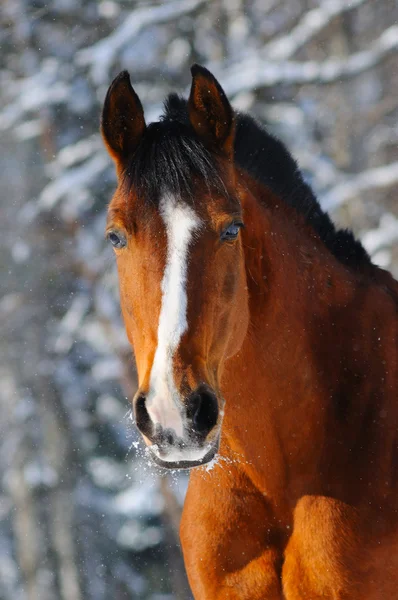 Portrait of bay horse in winter forest — Stock Photo, Image