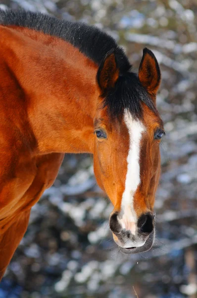 Bay horse téli erdőben portréja — Stock Fotó