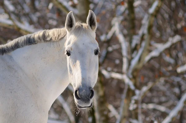 Portrait de cheval blanc dans la forêt d'hiver — Photo