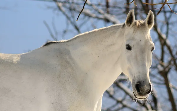 Портрет белой лошади в зимнем лесу — стоковое фото