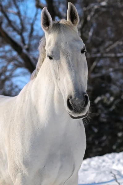 Retrato de cavalo branco na floresta de inverno — Fotografia de Stock