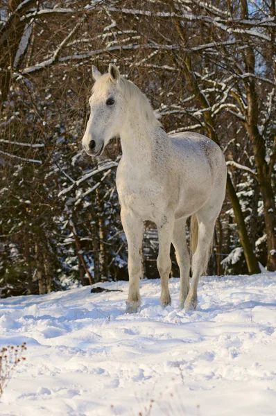 冬季森林里的白马 — 图库照片
