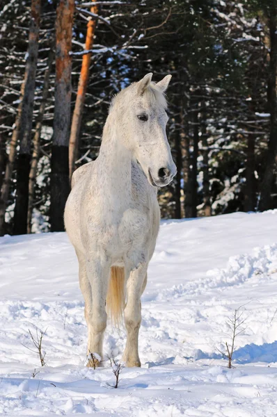White horse in winter forest — Stock Photo, Image