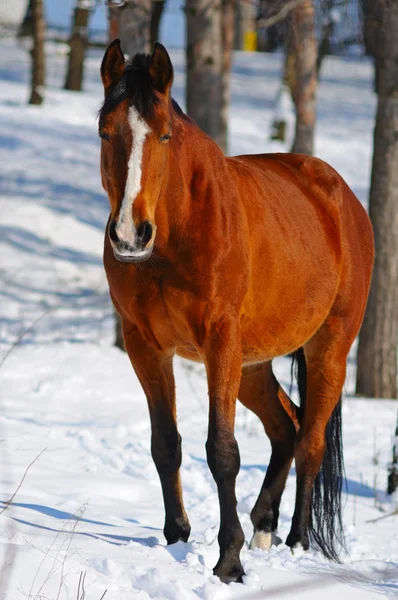 Bay horse in winter forest — Stock Photo, Image