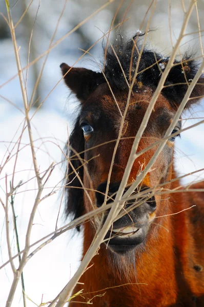 Portrait de poney des shetland de la baie — Photo