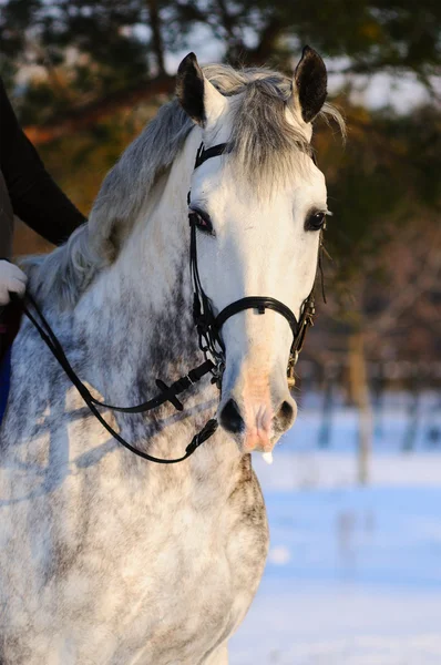 Portret biały ujeżdżenia konia — Zdjęcie stockowe