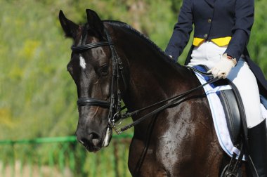 Dressage horse clipart