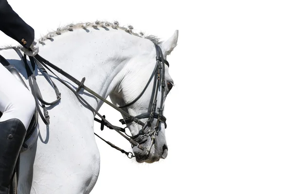 Un retrato de caballo de doma — Foto de Stock