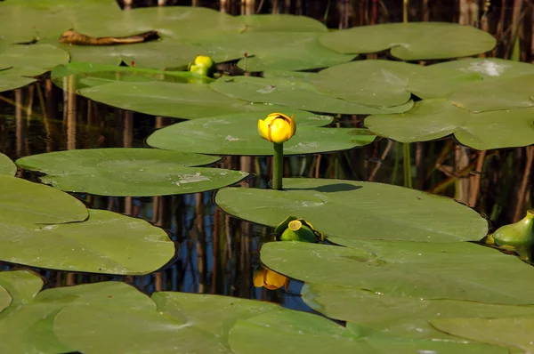 stock image Artificial pond with nenuphars