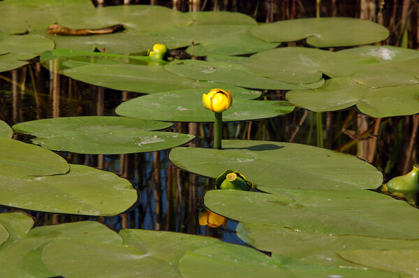 Artificial pond with nenuphars